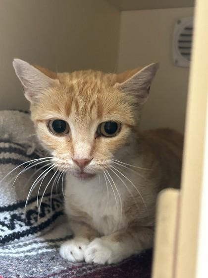 Enlarge Sandie, a Adoptable Domestic Short Hair in Hamilton, MT image 3/5