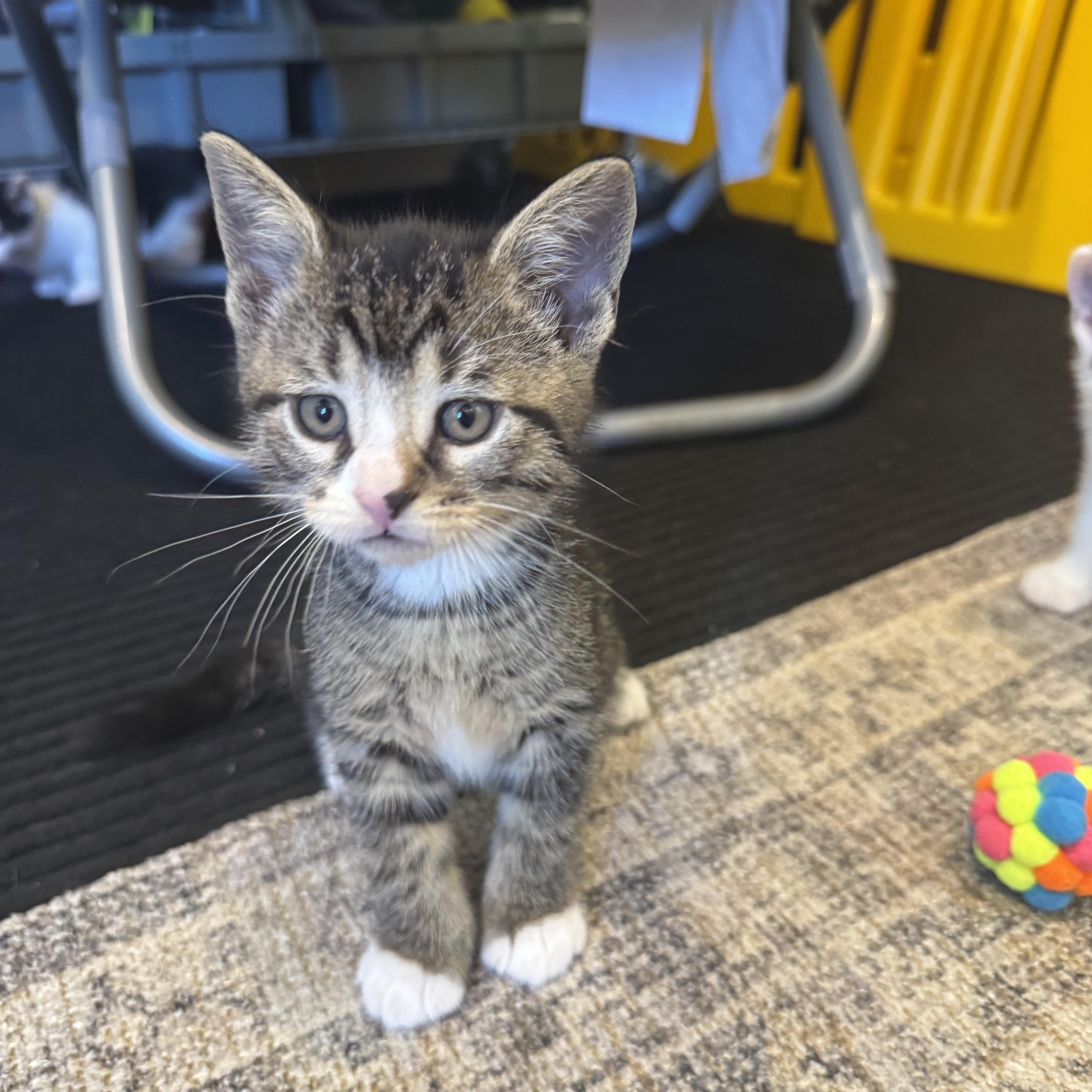 Enlarge Bryson, an adopted Domestic Short Hair in Syosset, NY image 4/5