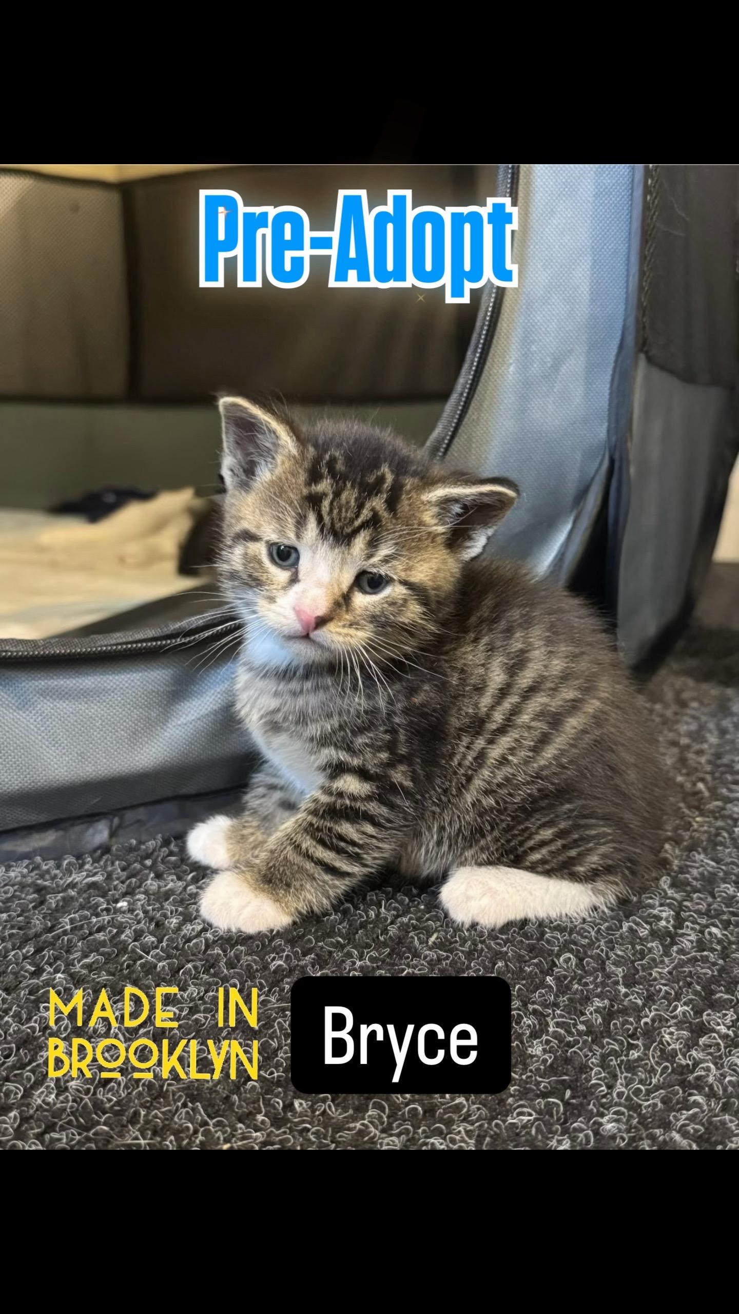 Enlarge Bryson, an adopted Domestic Short Hair in Syosset, NY image 3/5