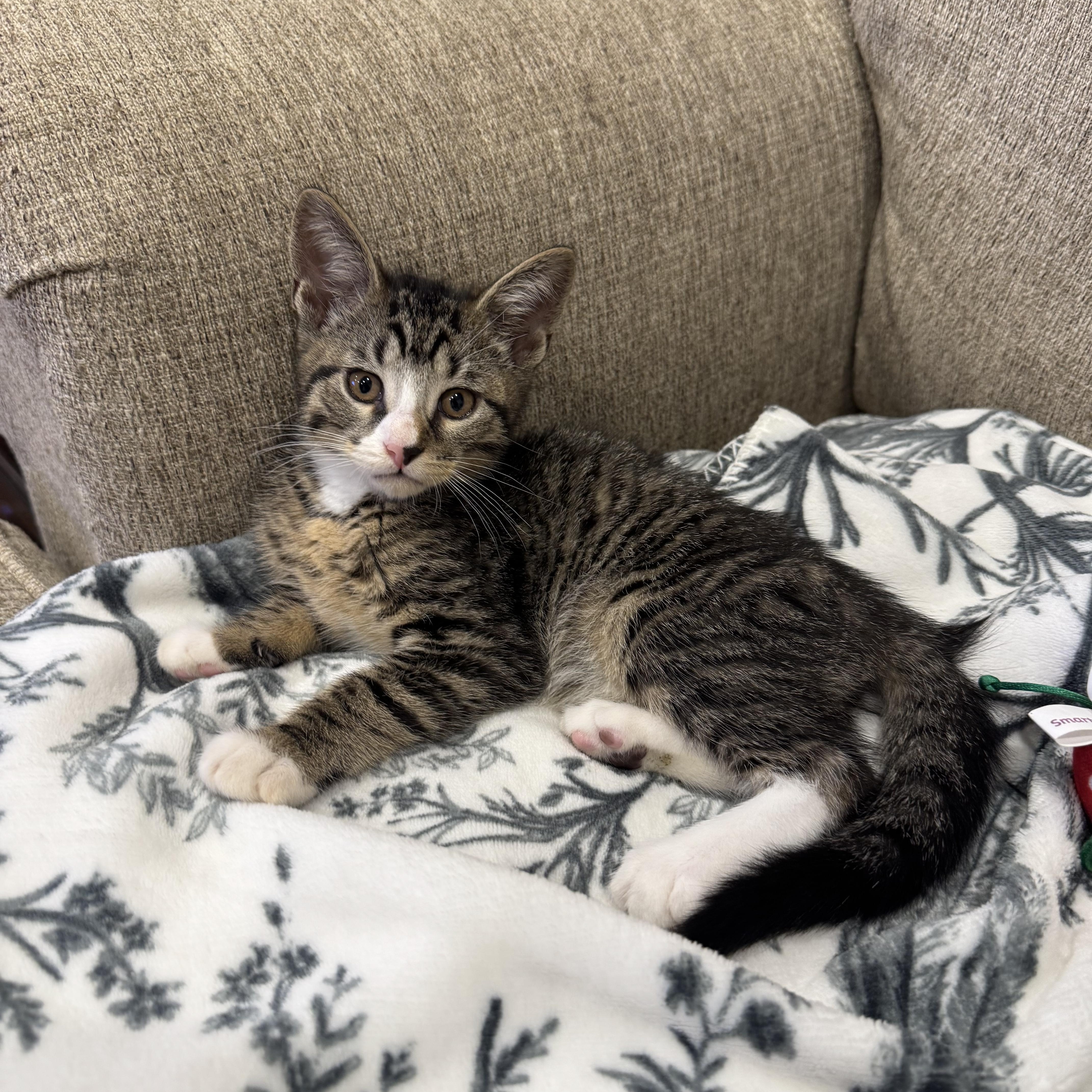Enlarge Bryson, an adopted Domestic Short Hair in Syosset, NY image 2/5