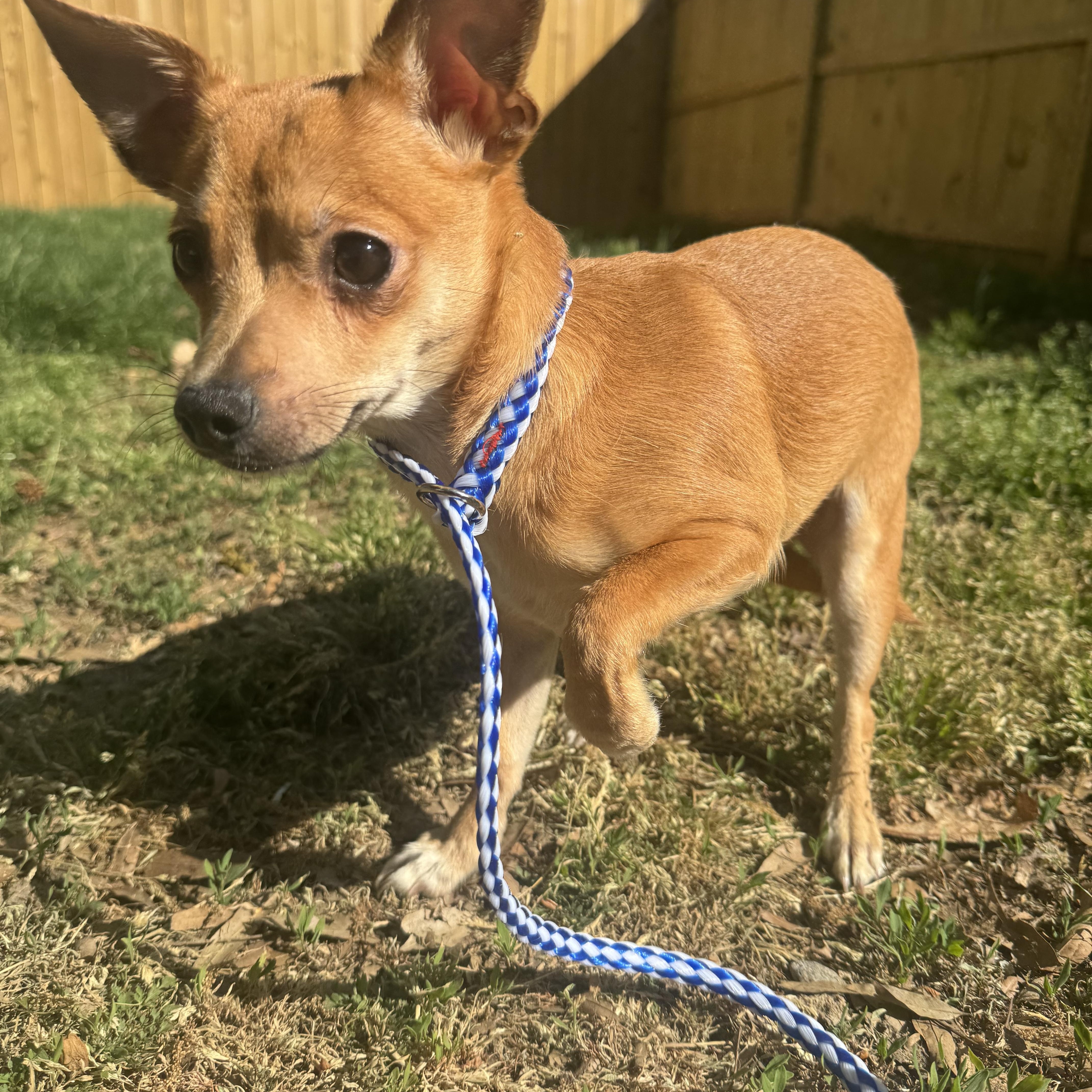 Enlarge Peep , an adopted mixed breed in Fredericksburg, VA image 3/3