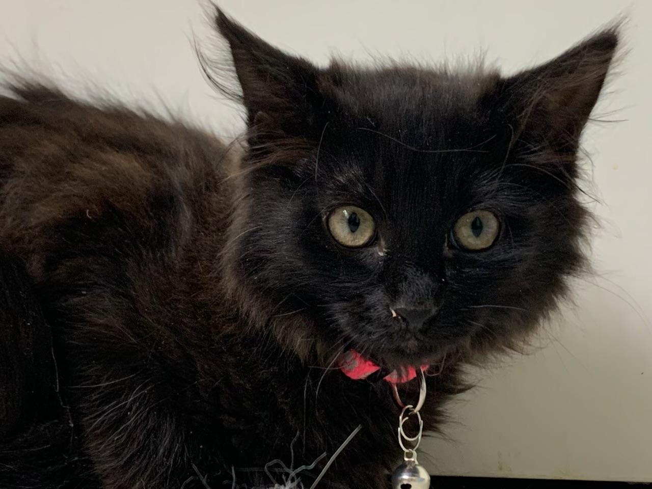 Enlarge Piper, a ADOPTABLE Domestic Long Hair in Pasco, WA image 3/5