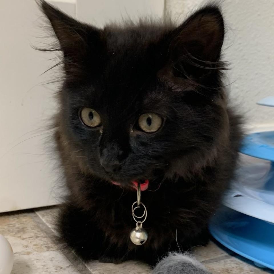 Enlarge Piper, a ADOPTABLE Domestic Long Hair in Pasco, WA image 4/5