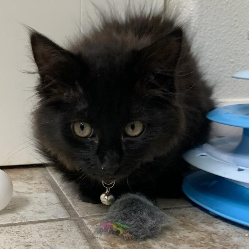 Enlarge Piper, a ADOPTABLE Domestic Long Hair in Pasco, WA image 2/5