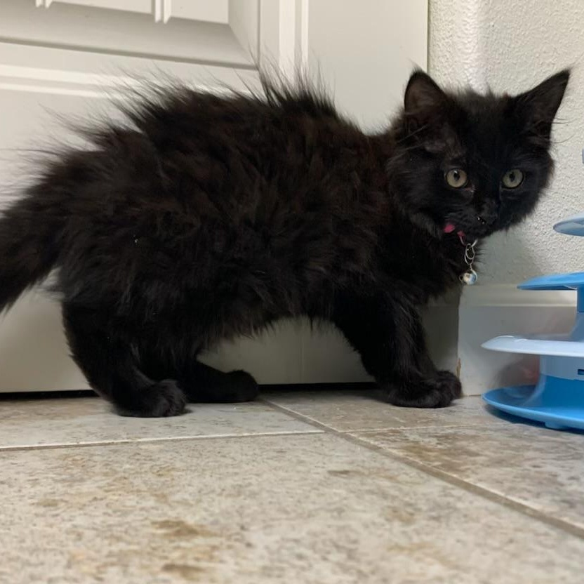 Enlarge Piper, a ADOPTABLE Domestic Long Hair in Pasco, WA image 5/5