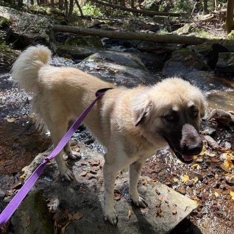 Freyja, an adoptable mixed breed in Honesdale, PA image 3/4