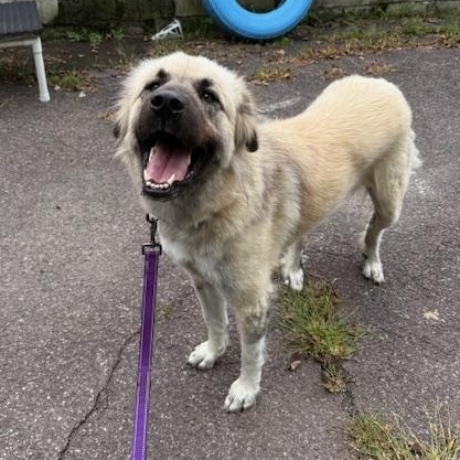 Freyja, an adoptable mixed breed in Honesdale, PA image 2/4