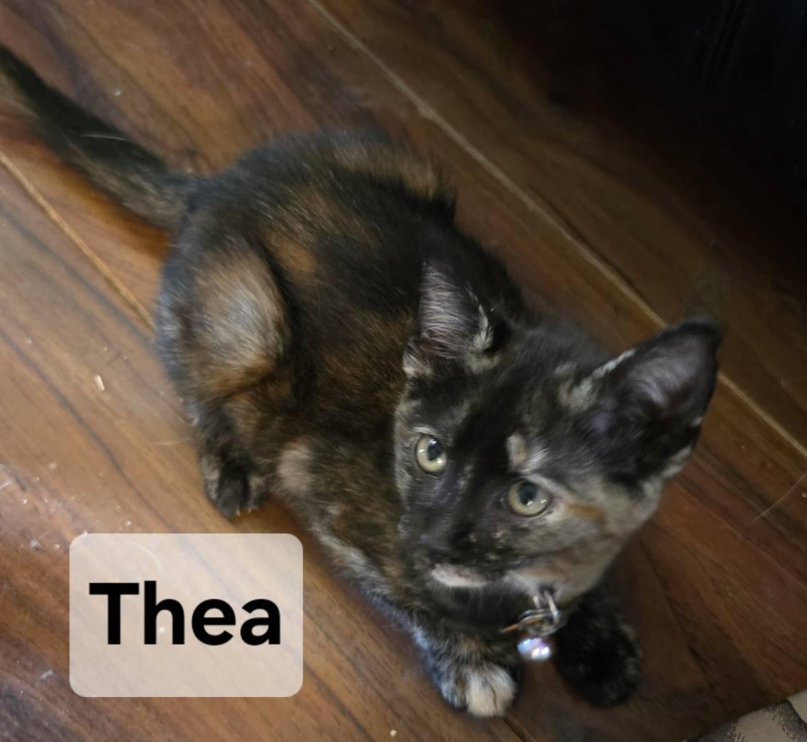 Thea