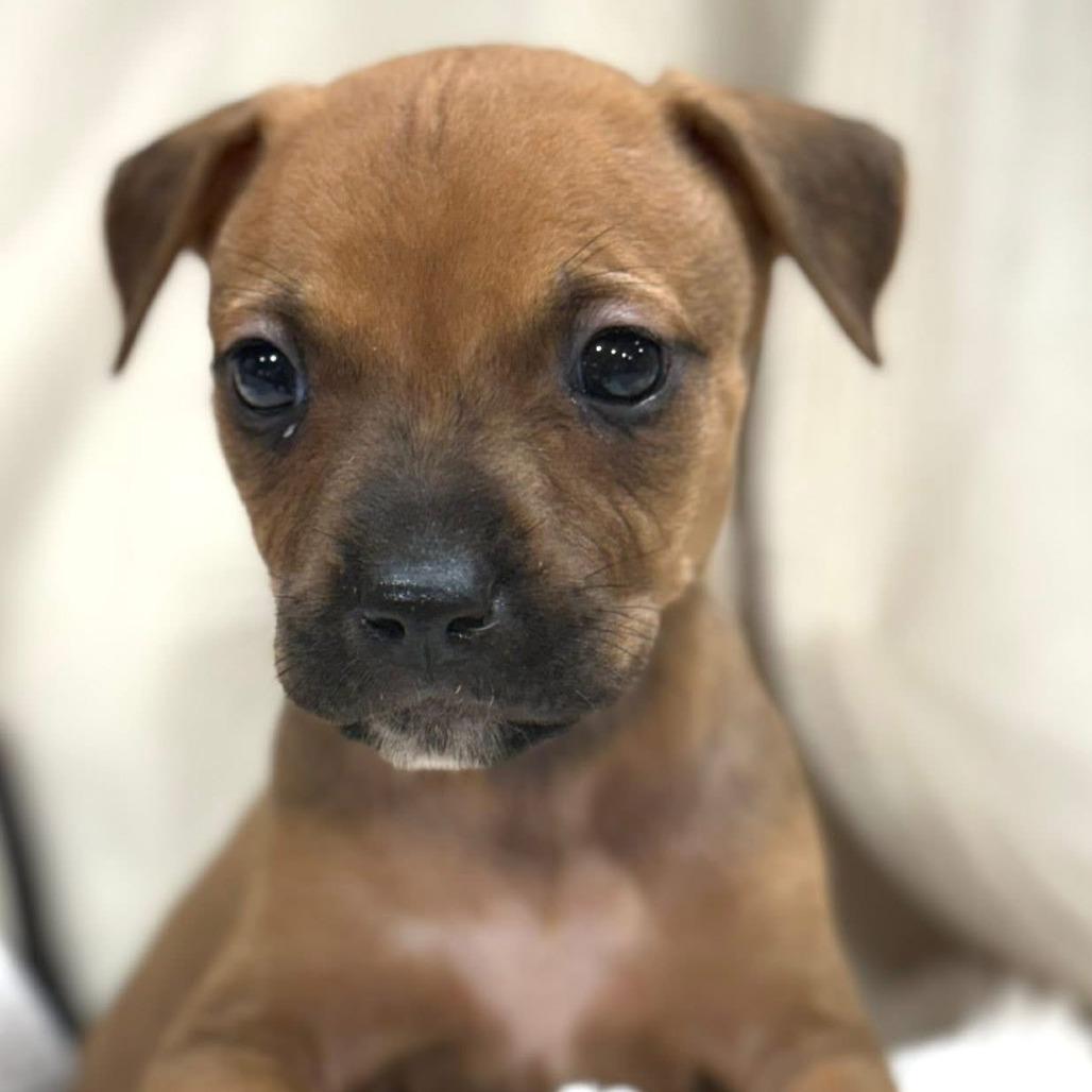 Vega D67500, a Adoptable mixed breed in Minnetonka, MN image 1/5
