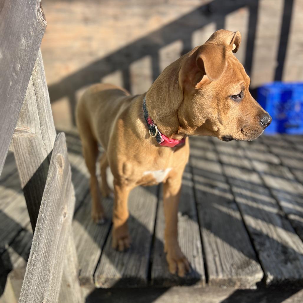 Vega D67500, Adoptable, Puppy Female Feist & Terrier.