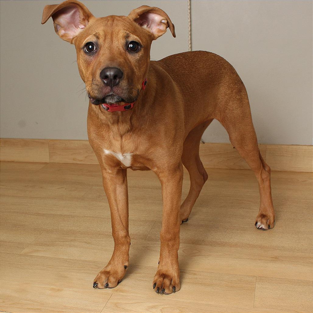 Enlarge Vega D67500, a Adoptable mixed breed in Minnetonka, MN image 2/5
