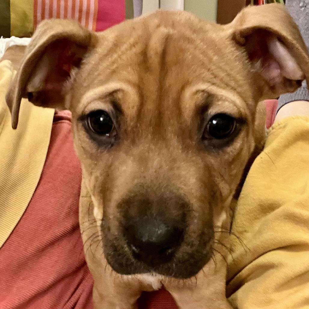 Vega D67500, a Adoptable mixed breed in Minnetonka, MN image 3/5