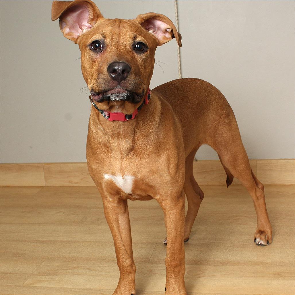 Enlarge Vega D67500, a Adoptable mixed breed in Minnetonka, MN image 3/5