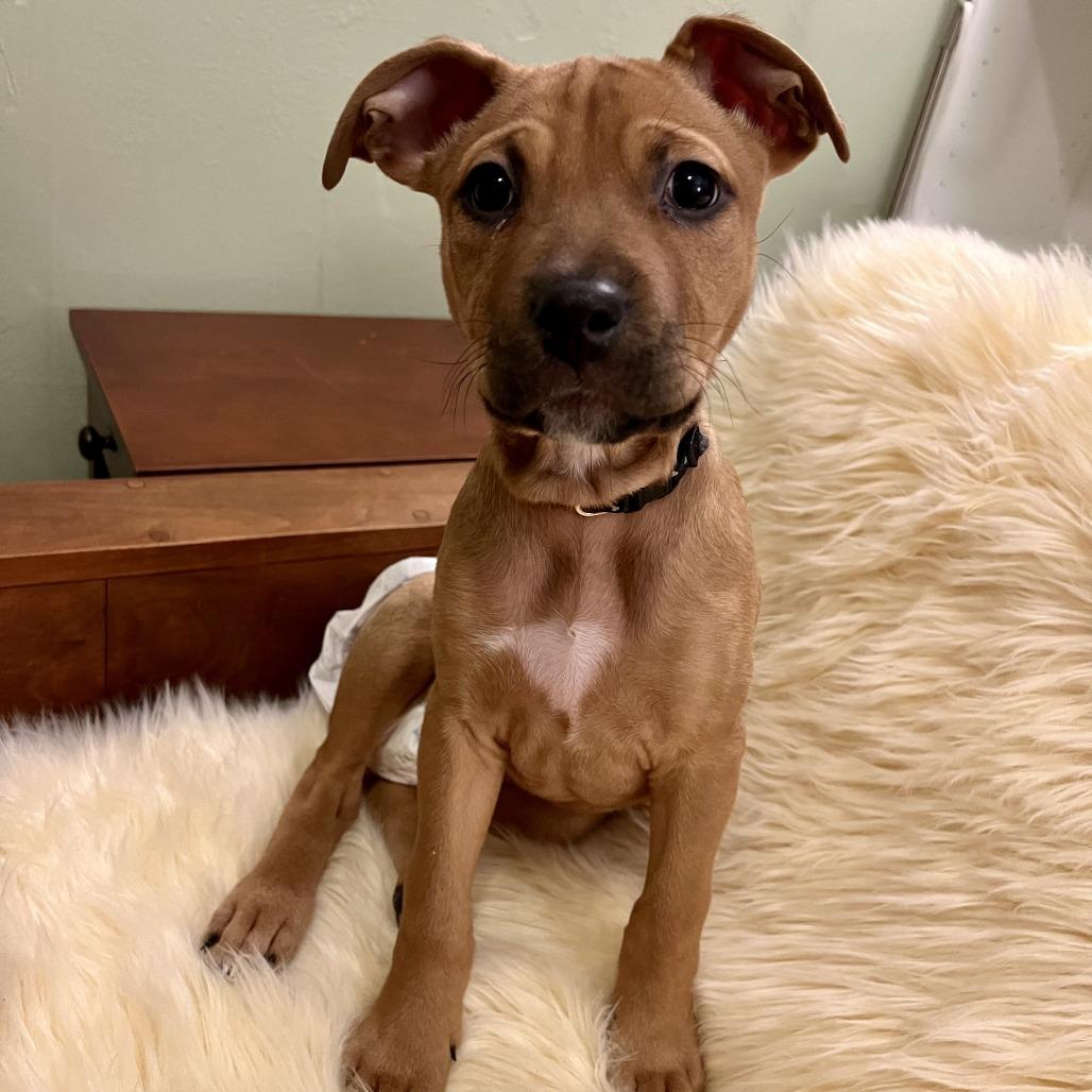 Vega D67500, a Adoptable mixed breed in Minnetonka, MN image 4/5