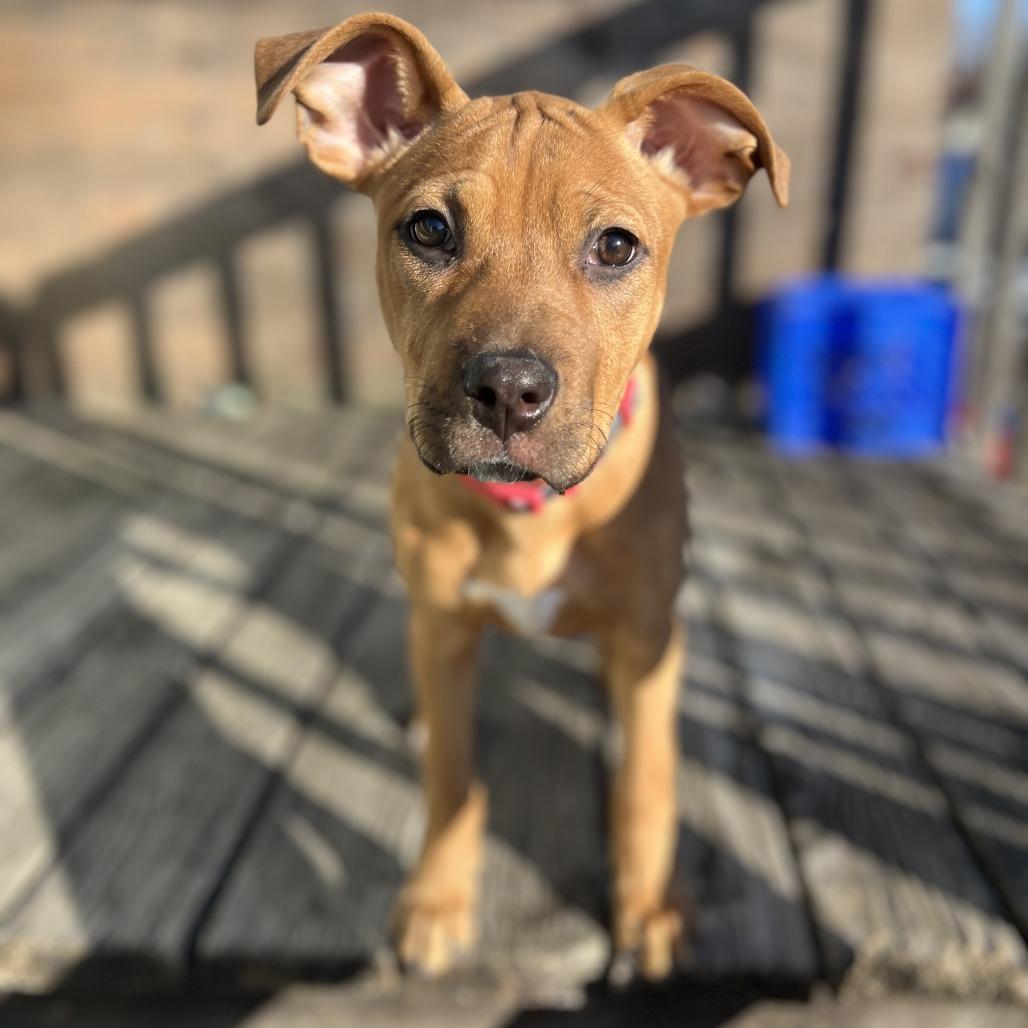 Vega D67500, a Adoptable mixed breed in Minnetonka, MN image 5/5