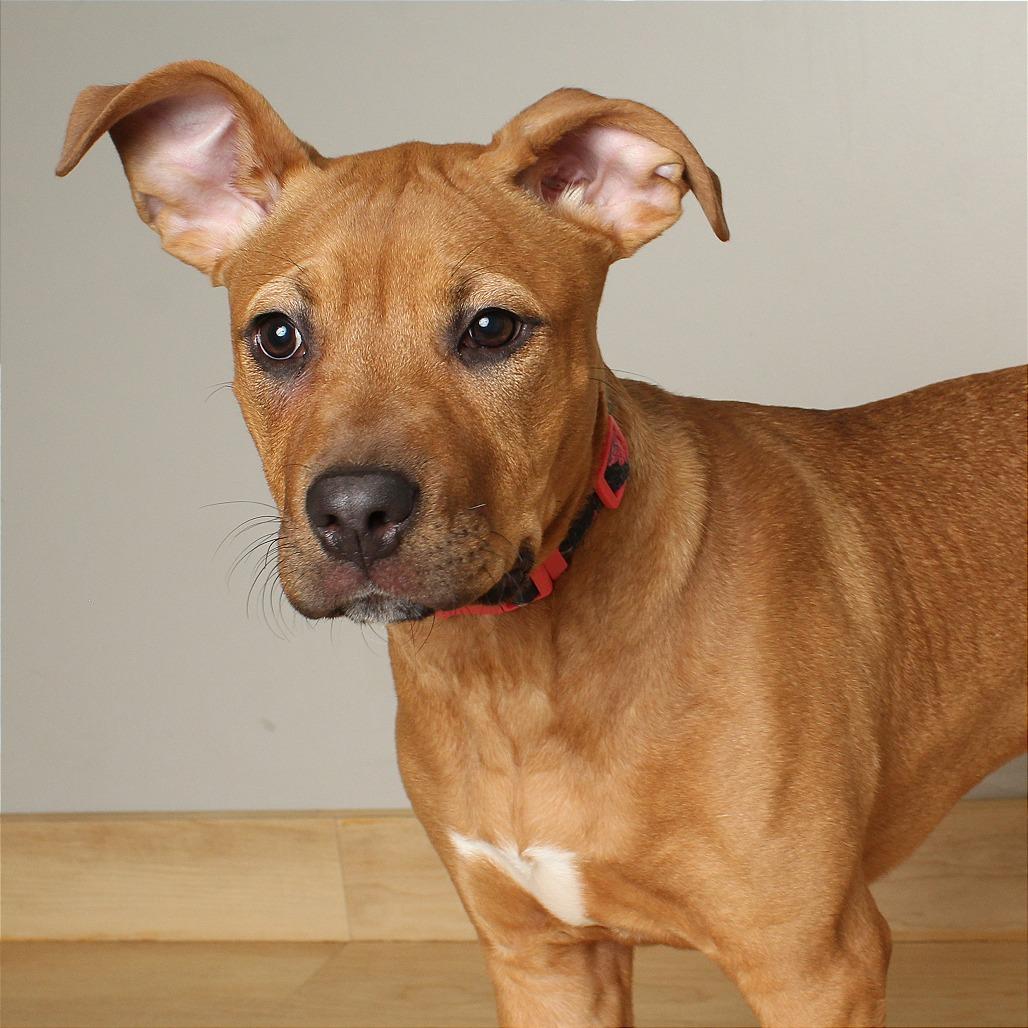Enlarge Vega D67500, a Adoptable mixed breed in Minnetonka, MN image 5/5