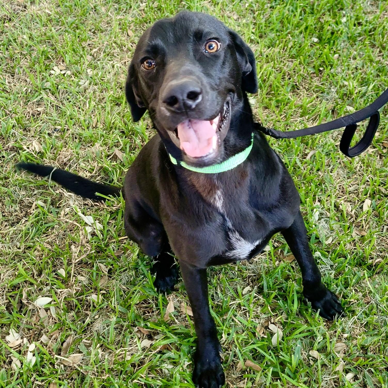 Dog for adoption - Danny, a Labrador Retriever in Pittsburgh, PA ...