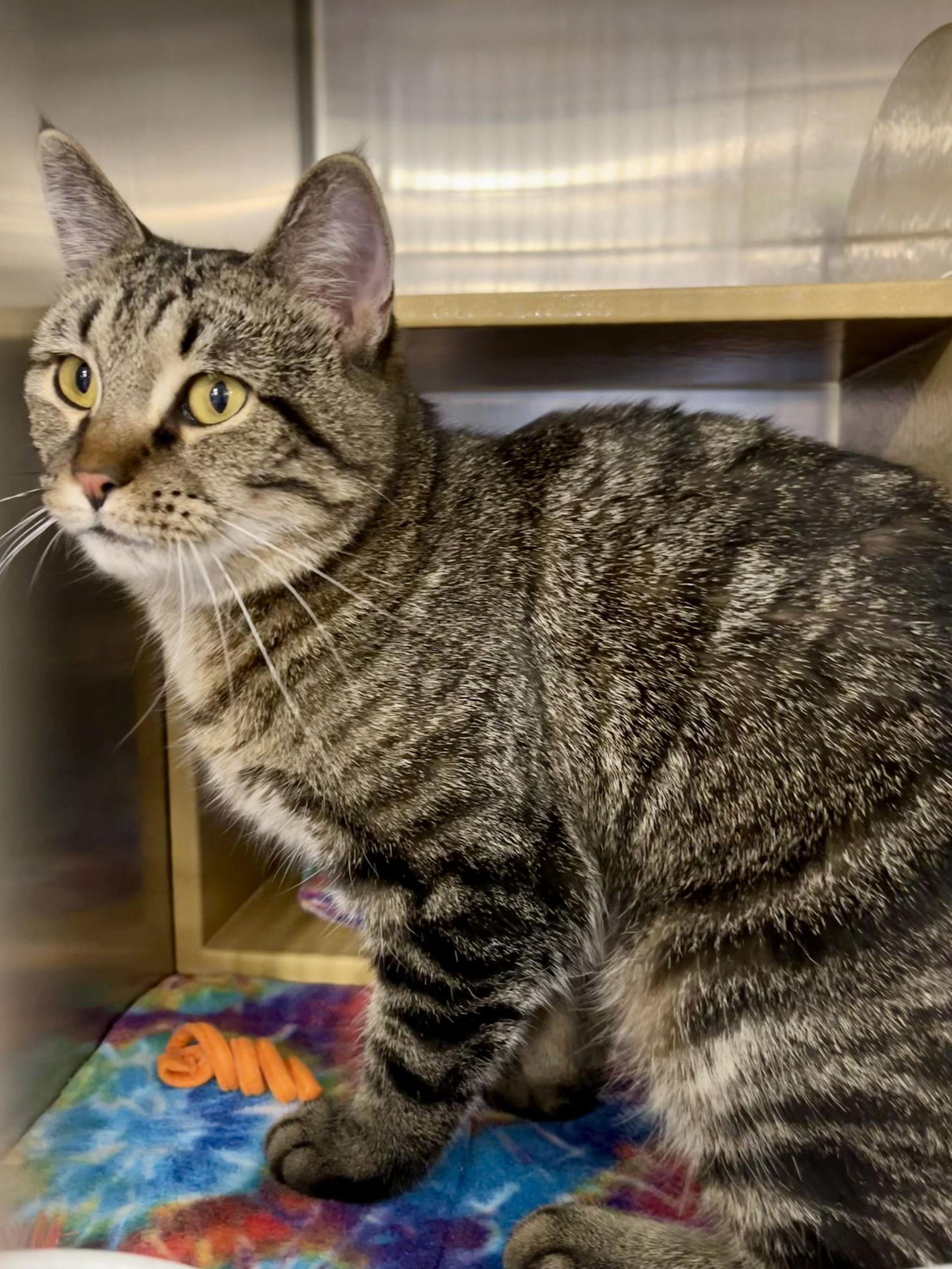 Trixie, Adoptable, Adult Female Tabby & Domestic Short Hair.