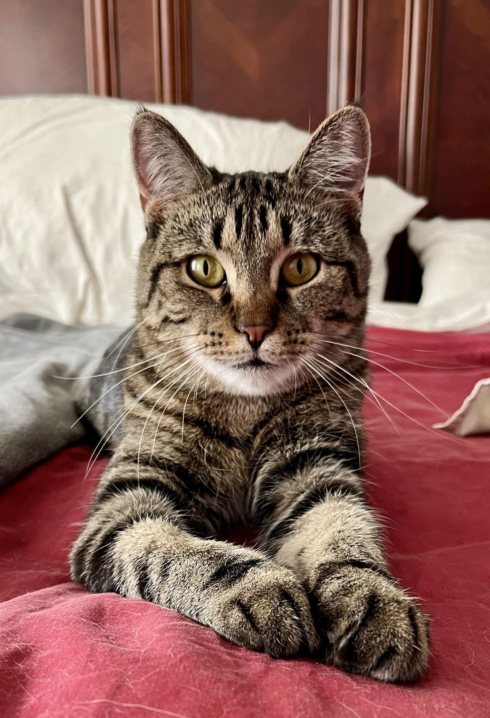 Enlarge Trixie, a Adoptable mixed breed in Traverse City, MI image 3/3