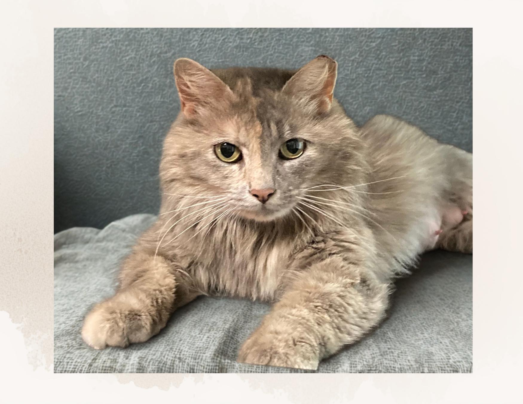 Maia, ADOPTABLE, Adult Female Domestic Long Hair.