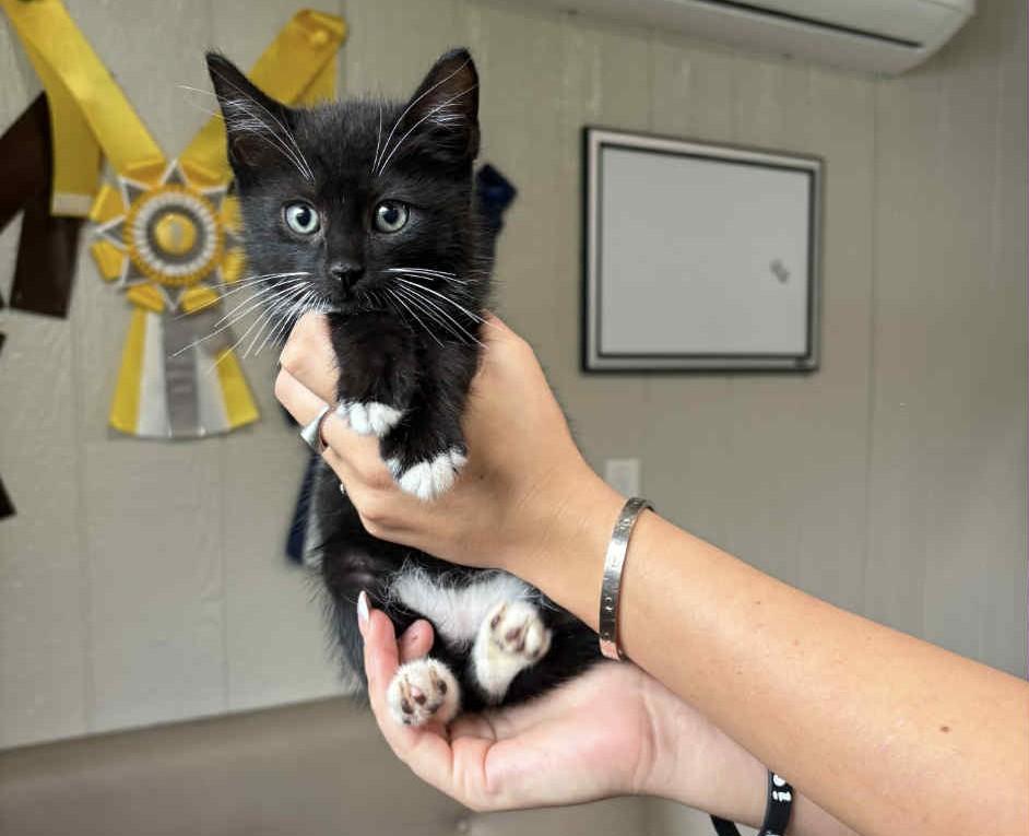 Dewie - In Foster