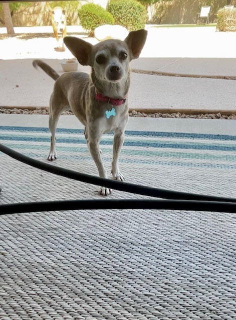 Beth, Adopted, Senior Female Chihuahua.
