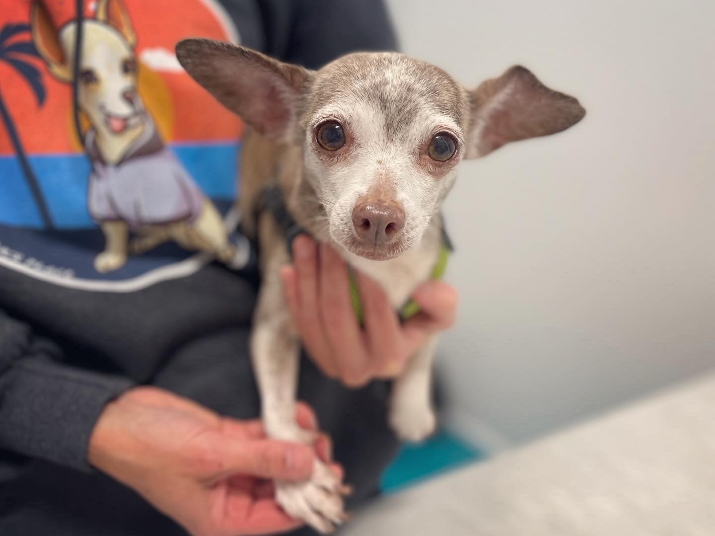 Enlarge Beth, a Adopted Chihuahua in PEORIA, AZ image 2/5