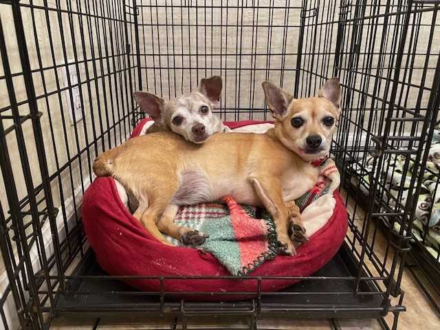 Enlarge Beth, a Adopted Chihuahua in PEORIA, AZ image 3/5