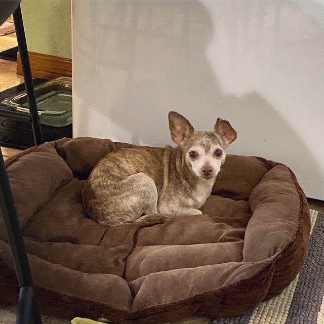 Enlarge Beth, a Adopted Chihuahua in PEORIA, AZ image 4/5