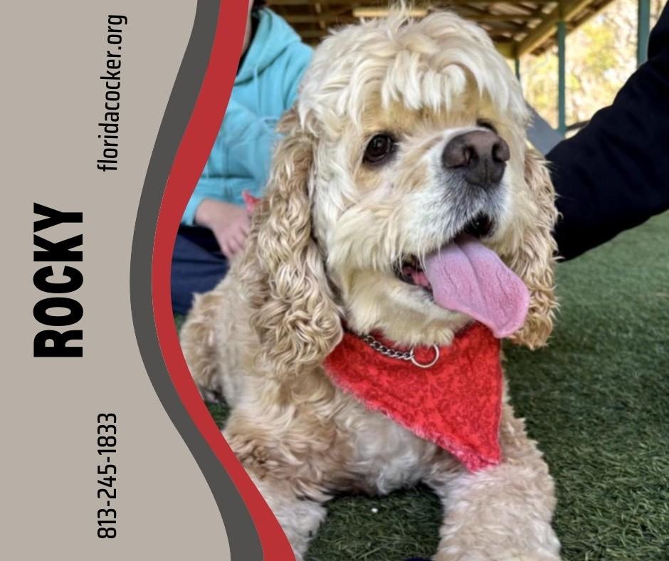 Rocky, Adoptable, Adult Male Cocker Spaniel.