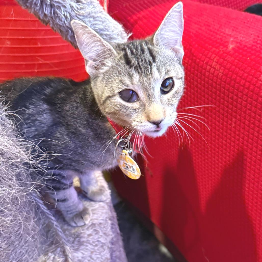 Rumor, a Adoptable Domestic Short Hair in Howard beach, NY image 1/4