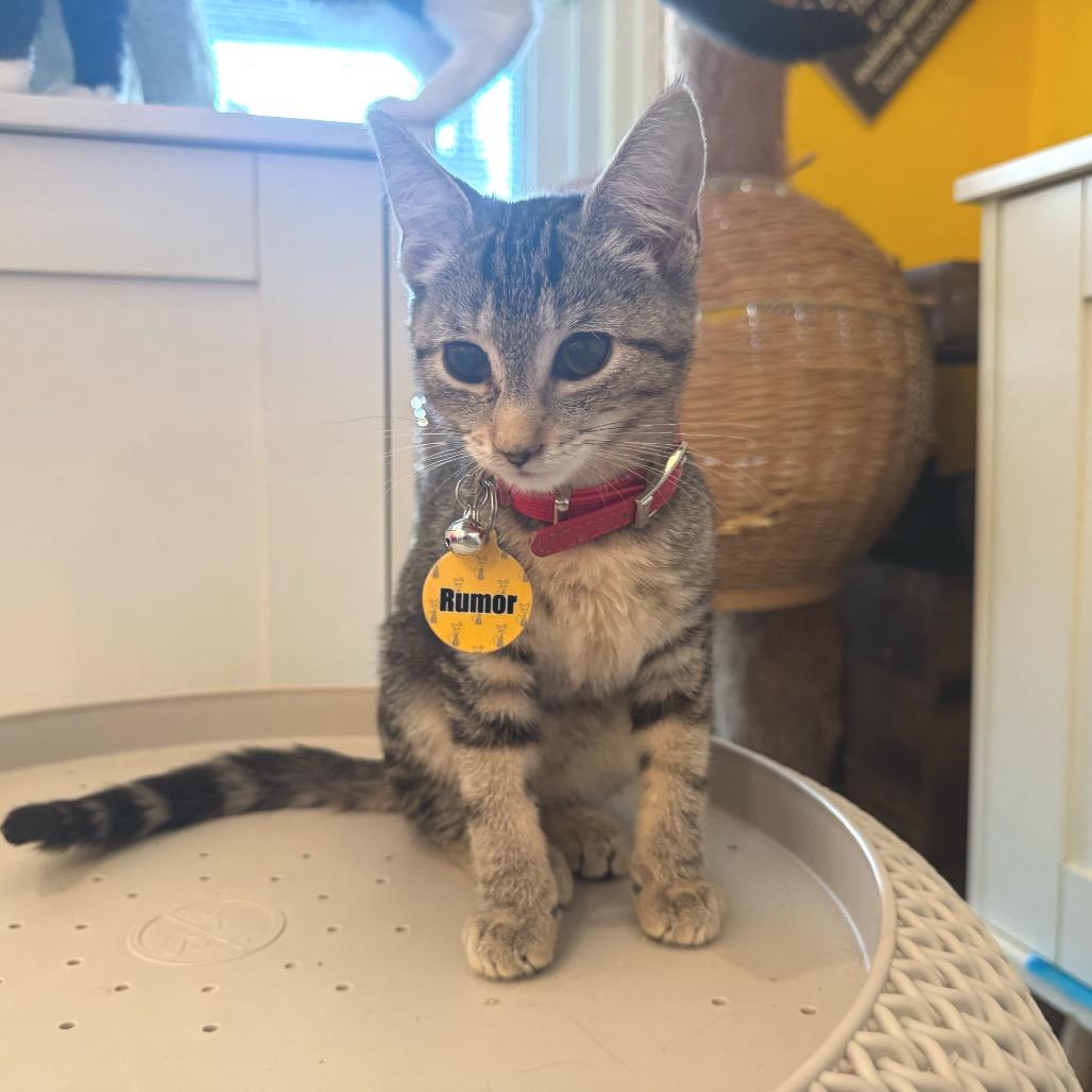 Rumor, a Adoptable Domestic Short Hair in Howard beach, NY image 2/4