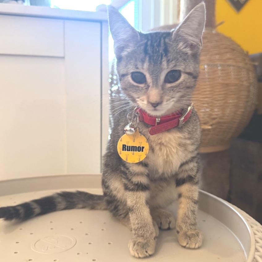 Rumor, a Adoptable Domestic Short Hair in Howard beach, NY image 3/4