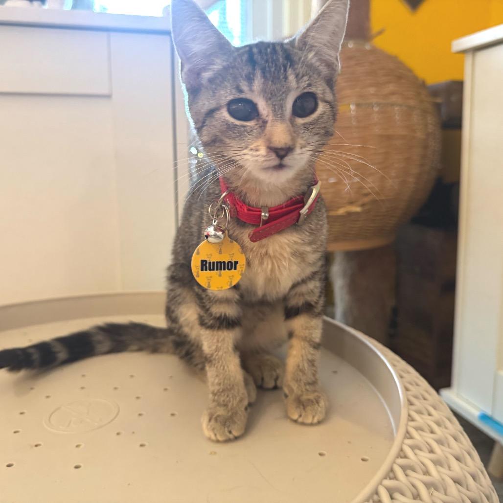 Rumor, a Adoptable Domestic Short Hair in Howard beach, NY image 4/4