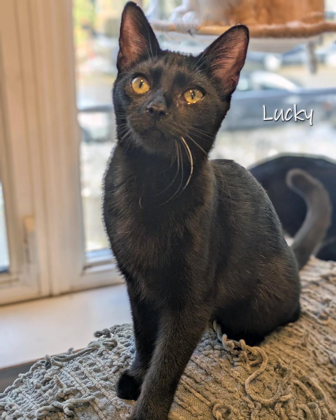 Enlarge Lucky, a Adoptable Domestic Short Hair in Chicago, IL image 1/3