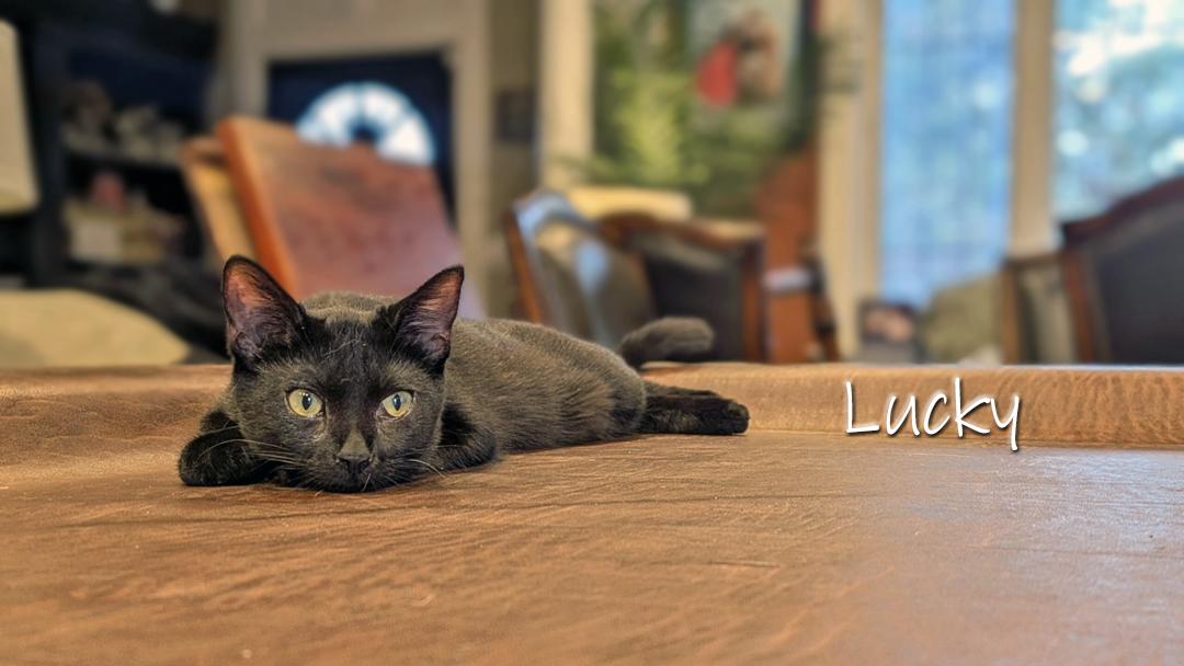 Enlarge Lucky, a Adoptable Domestic Short Hair in Chicago, IL image 3/3