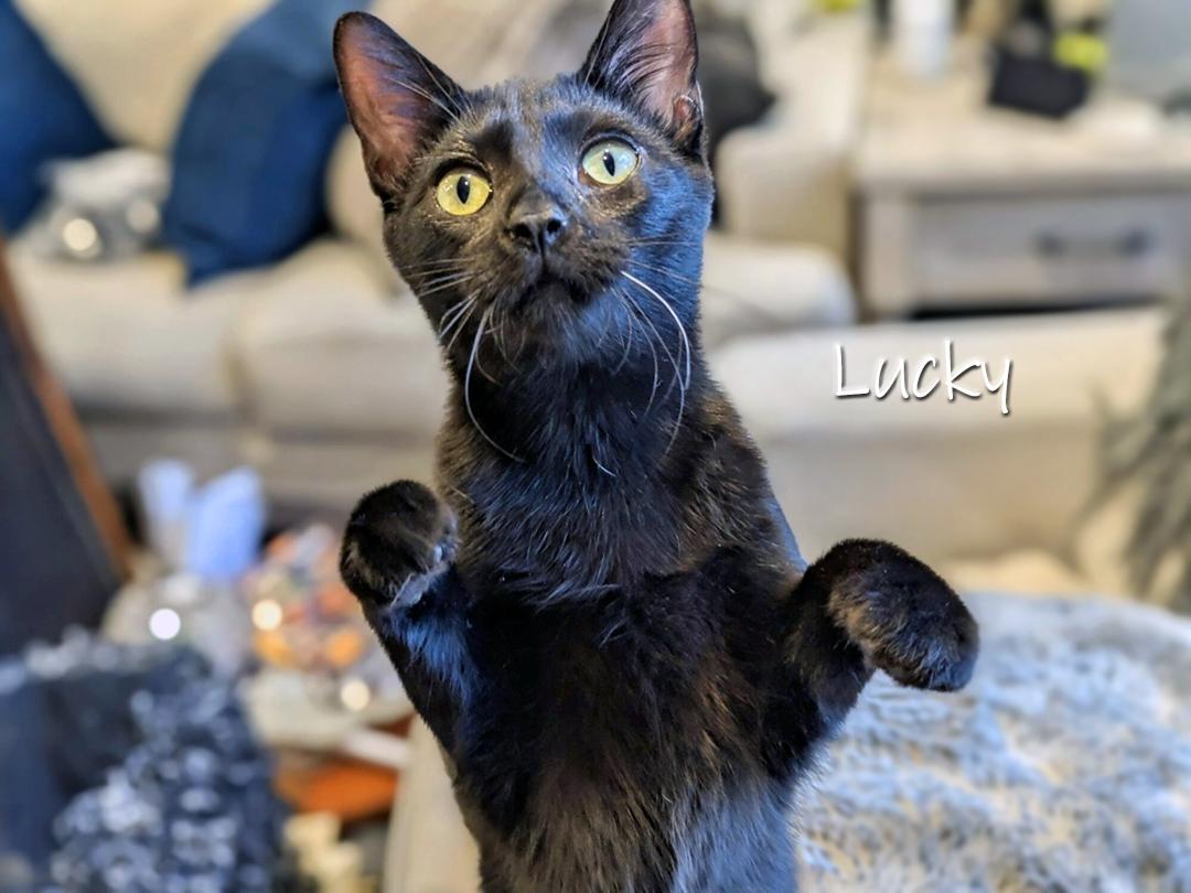Enlarge Lucky, a Adoptable Domestic Short Hair in Chicago, IL image 2/3