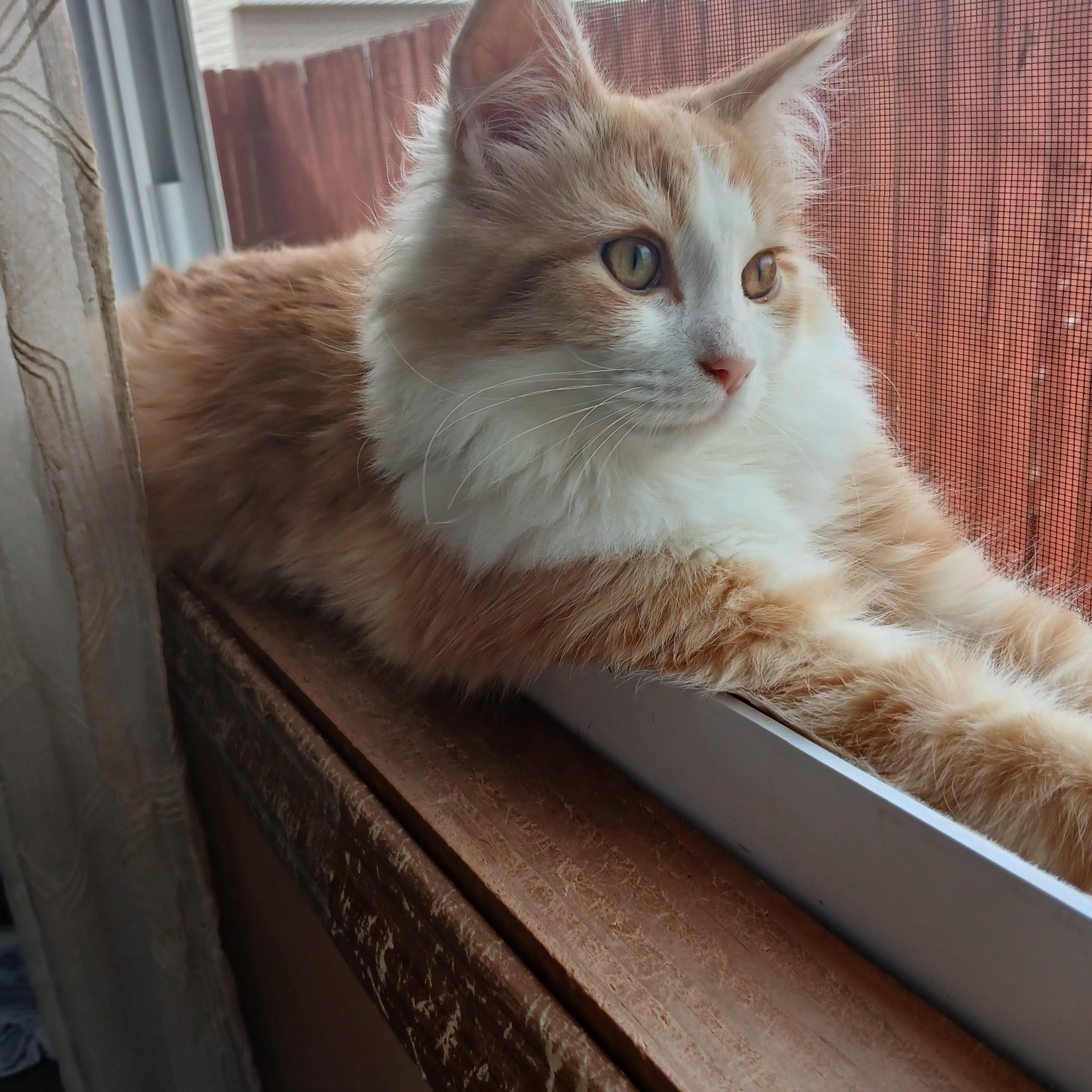 Enlarge Punkin, a Adopted Domestic Long Hair in PIQUA, OH image 2/5