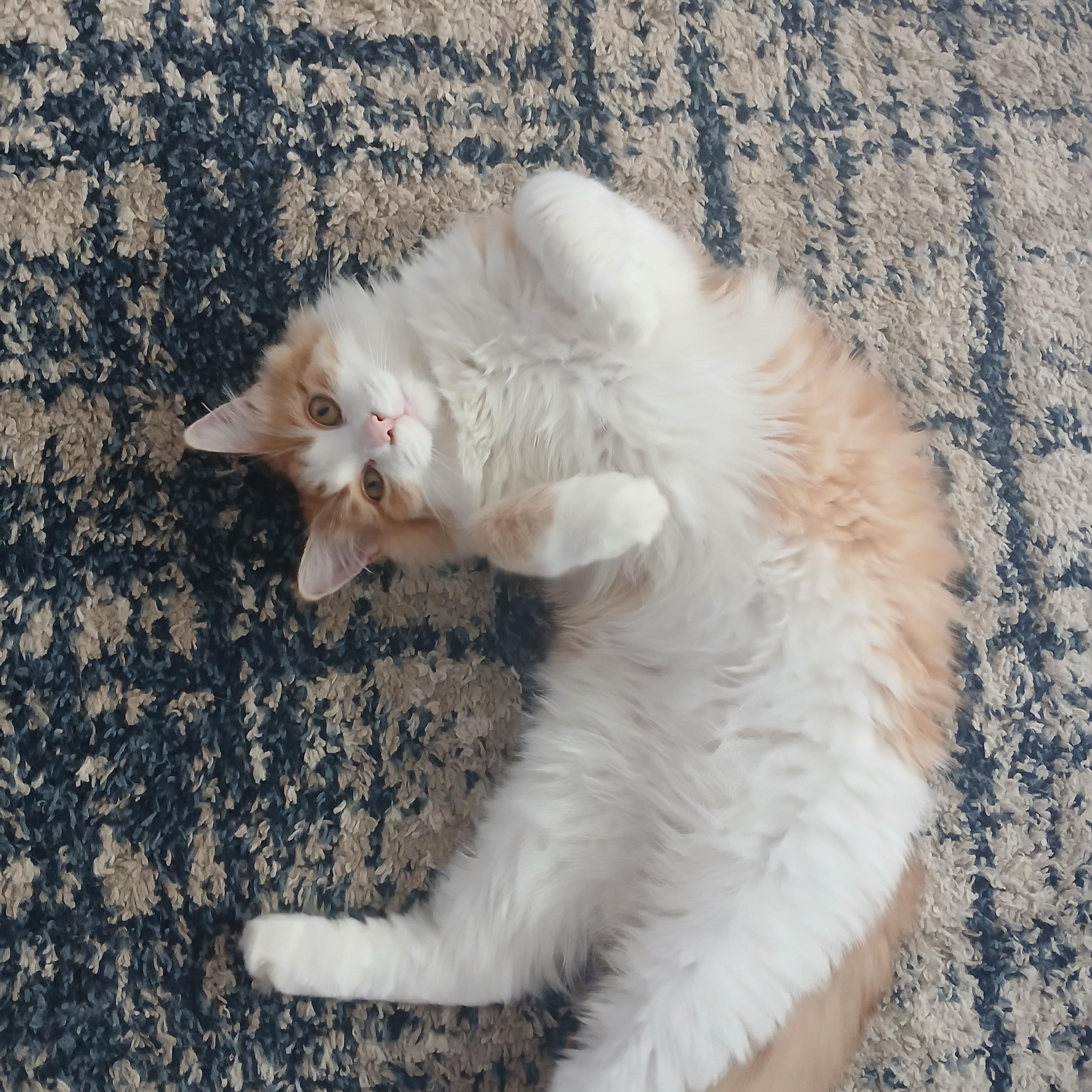 Enlarge Punkin, a Adopted Domestic Long Hair in PIQUA, OH image 3/5