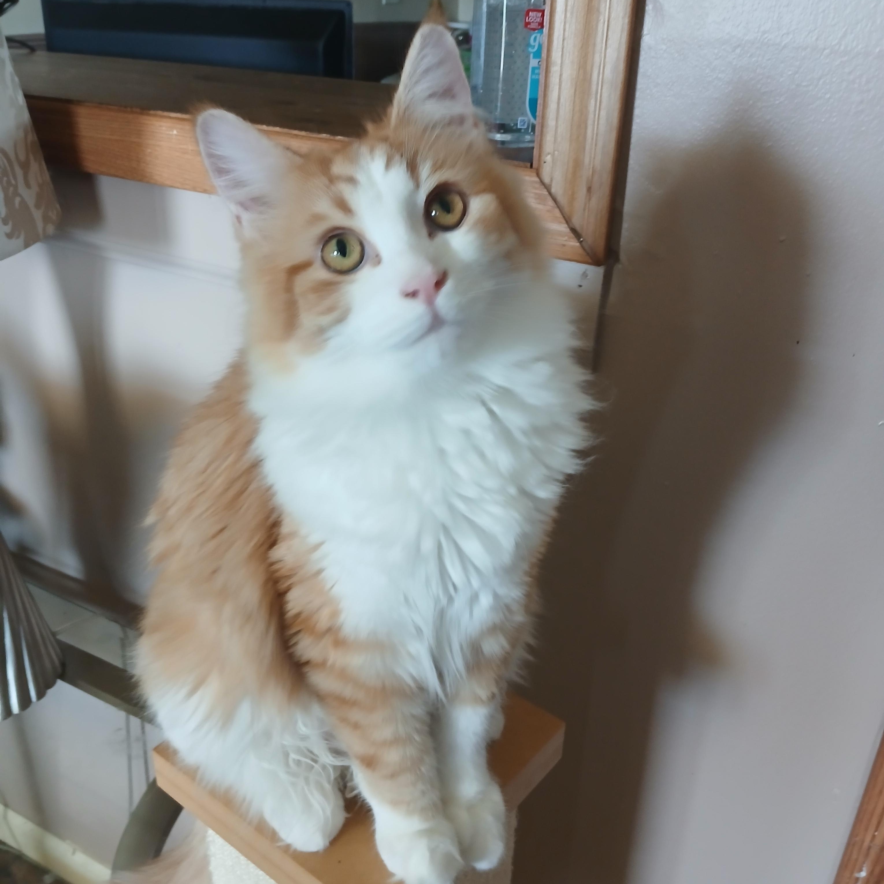 Enlarge Punkin, a Adopted Domestic Long Hair in PIQUA, OH image 5/5