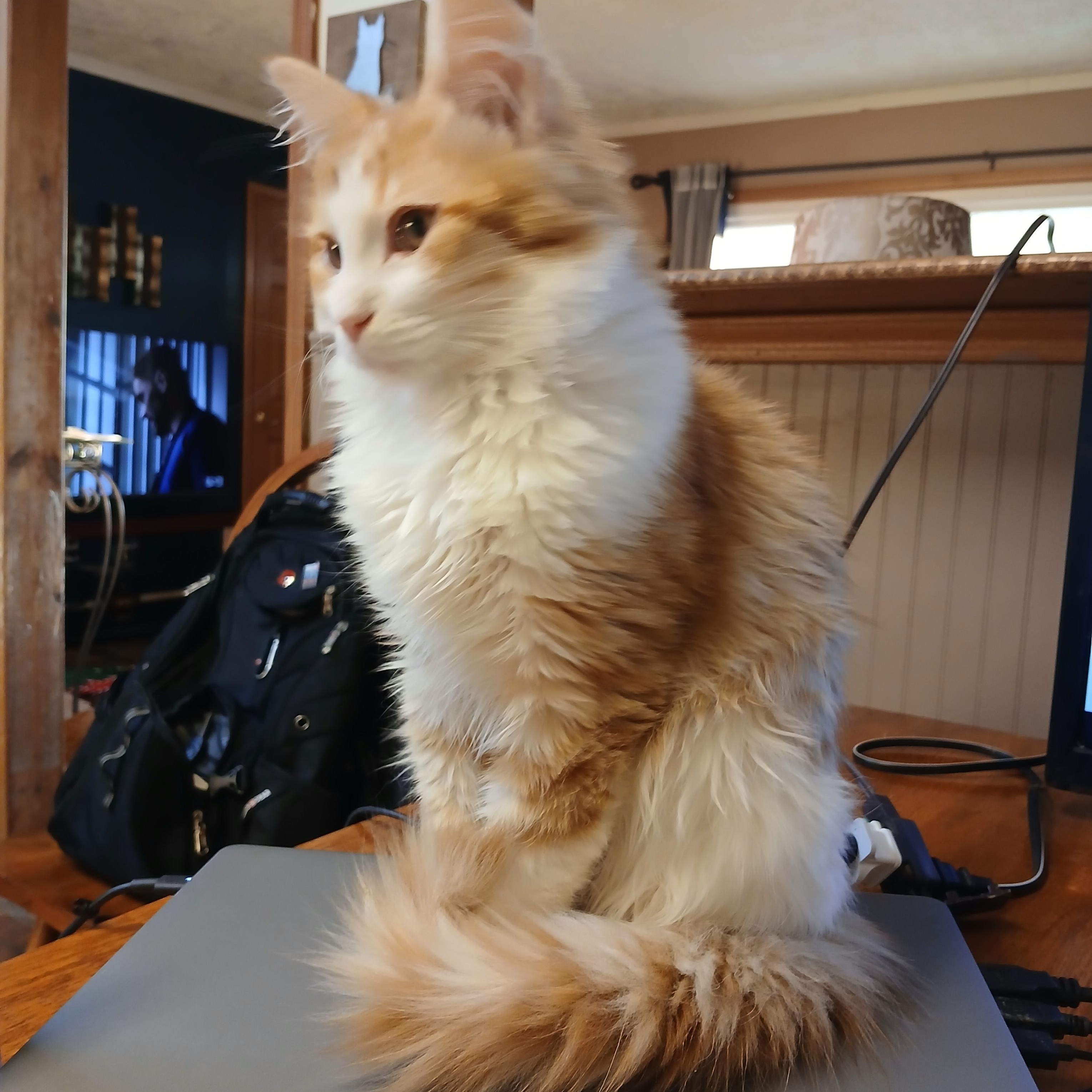 Enlarge Punkin, a Adopted Domestic Long Hair in PIQUA, OH image 4/5