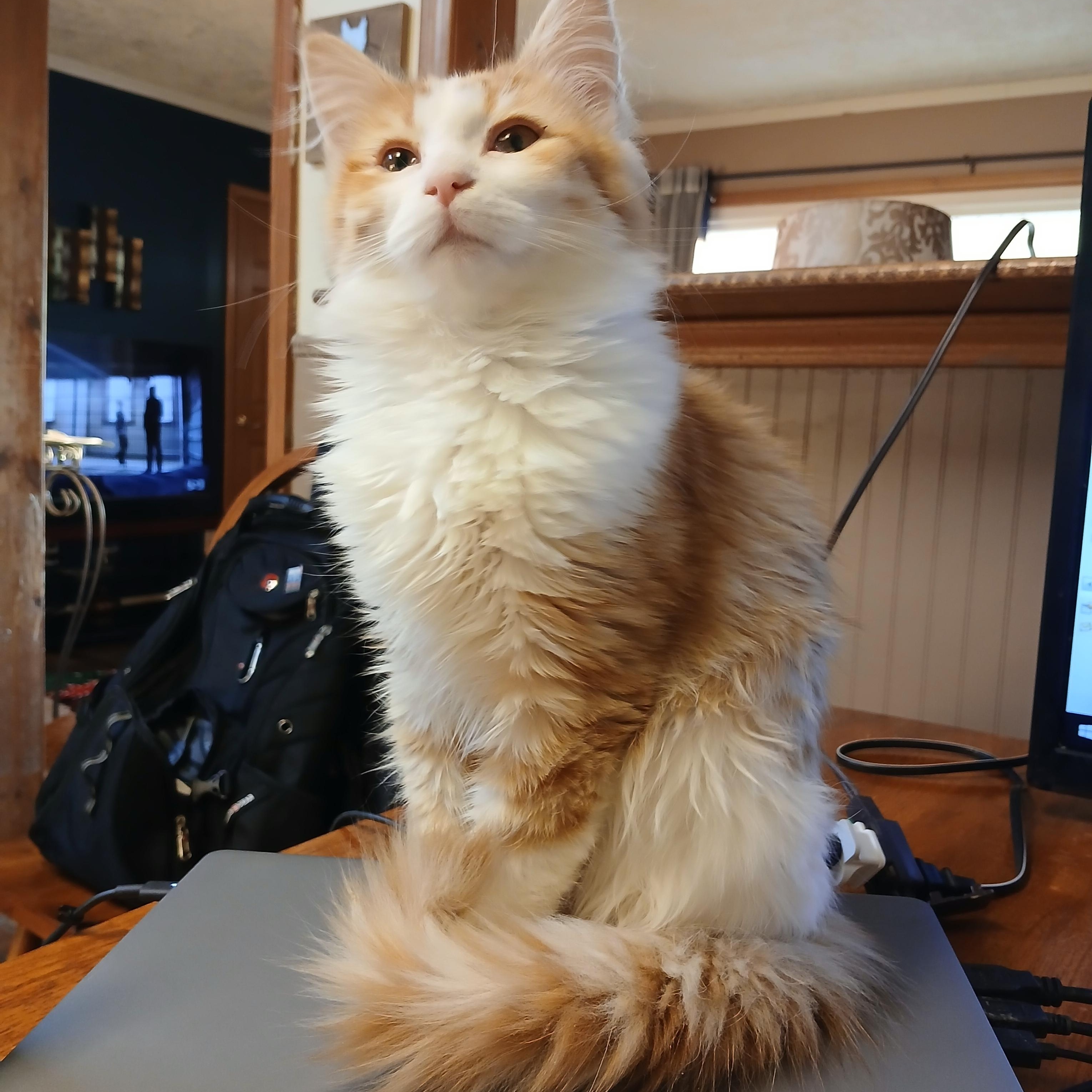 Punkin, Adopted, Young Male Domestic Long Hair.