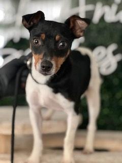 AMBER BROOS, Adoptable, Young Female Rat Terrier.