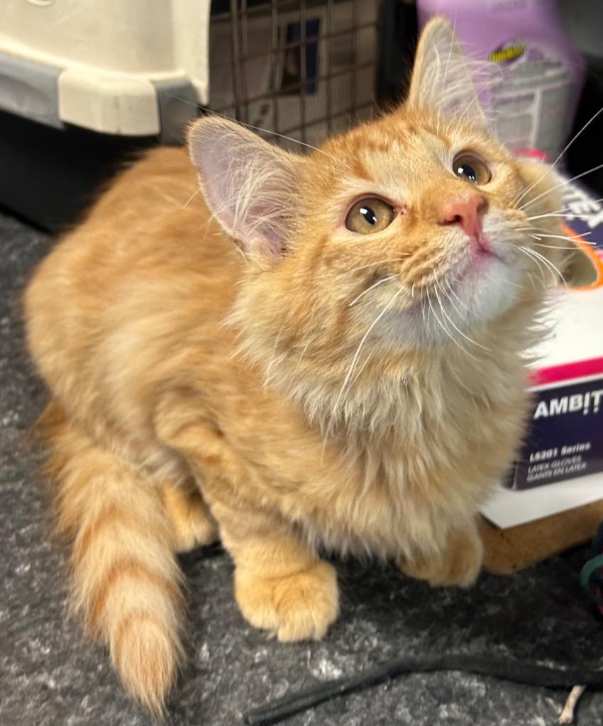 Kermit, Adoptable, Kitten Male Domestic Long Hair.