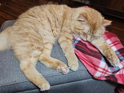 Cheesy (must be adopted with Julius), Adoptable, Adult Male Domestic Medium Hair & Domestic Short Hair.