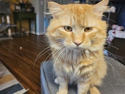 Enlarge Cheesy  (must be adopted with Julius), a Adoptable mixed breed in Hillsboro, OR image 2/3