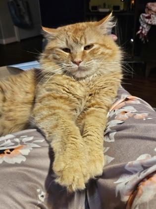 Enlarge Cheesy  (must be adopted with Julius), a Adoptable mixed breed in Hillsboro, OR image 3/3