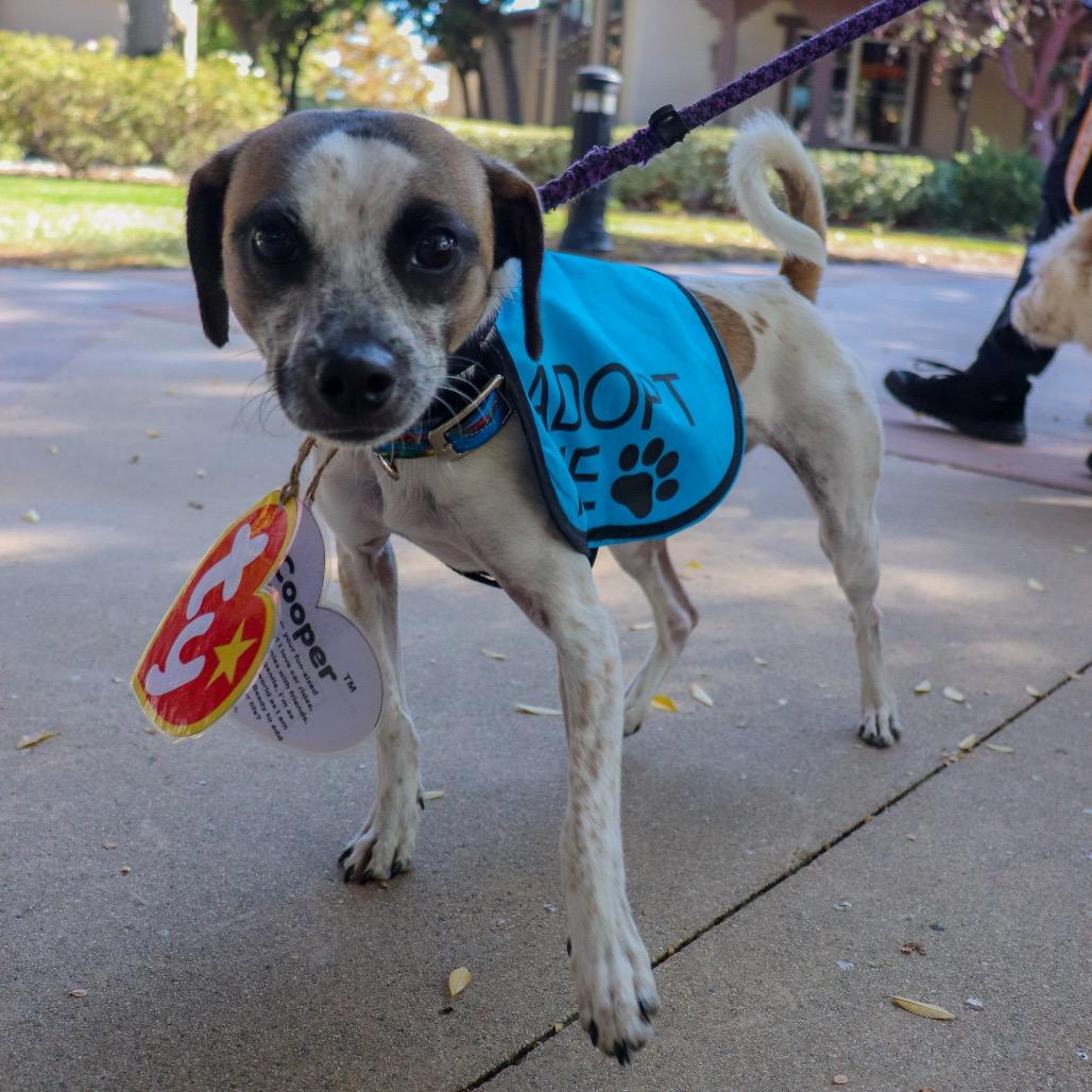 Cooper, Adoptable, Adult Male Jack Russell Terrier & Mixed Breed.