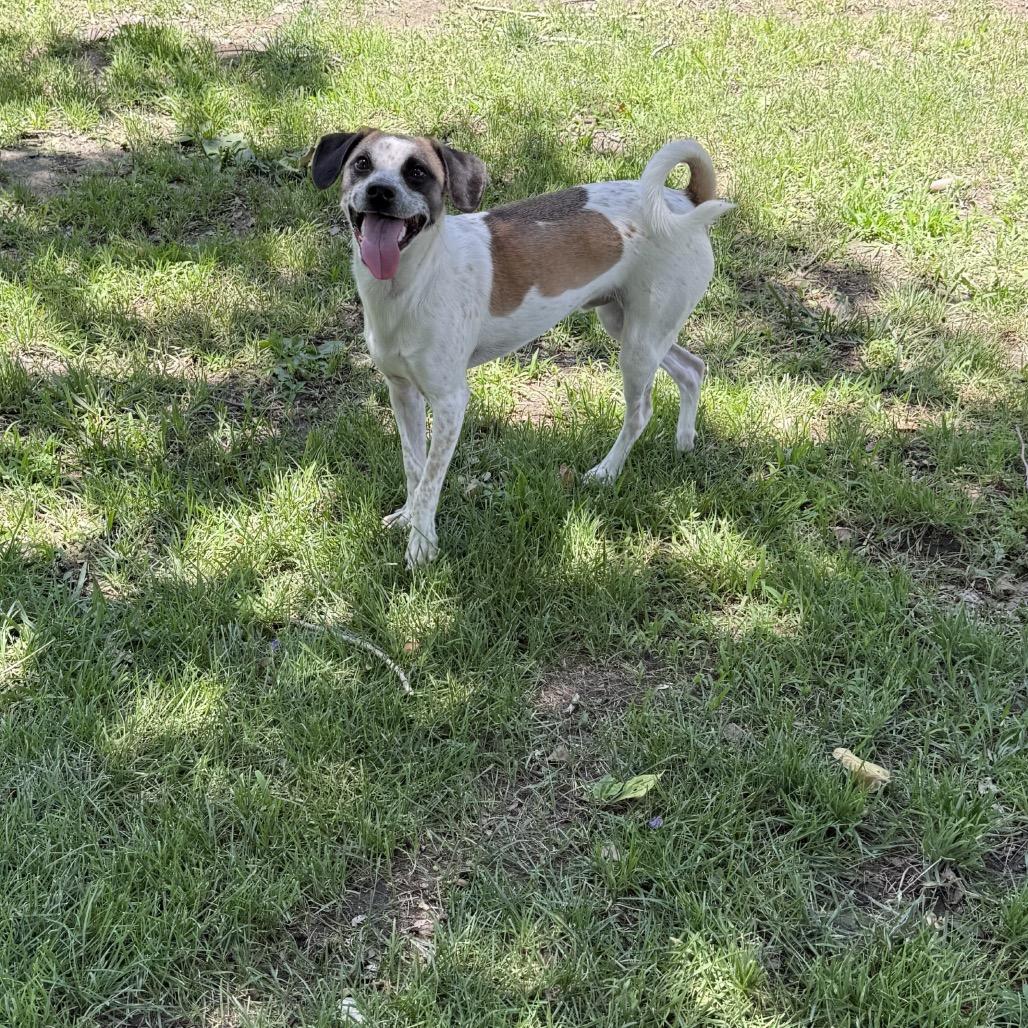 Enlarge Cooper, a Adoptable mixed breed in San Jacinto, CA image 2/6
