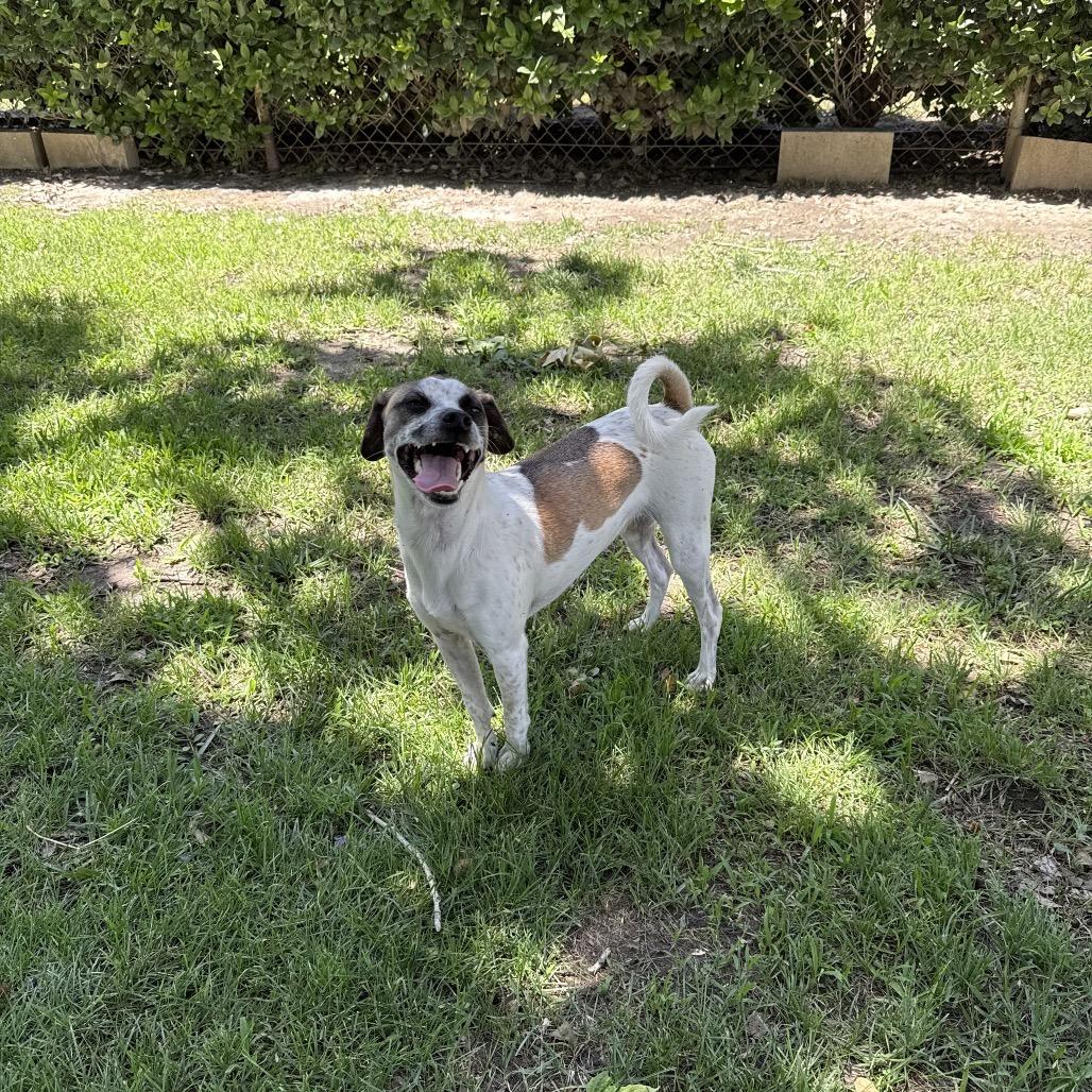 Cooper, Adoptable, Adult Male Jack Russell Terrier & Mixed Breed.